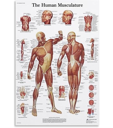 Amazon.co.jp: 筋肉システムポスター印刷人体解剖図医学教育壁写真HD